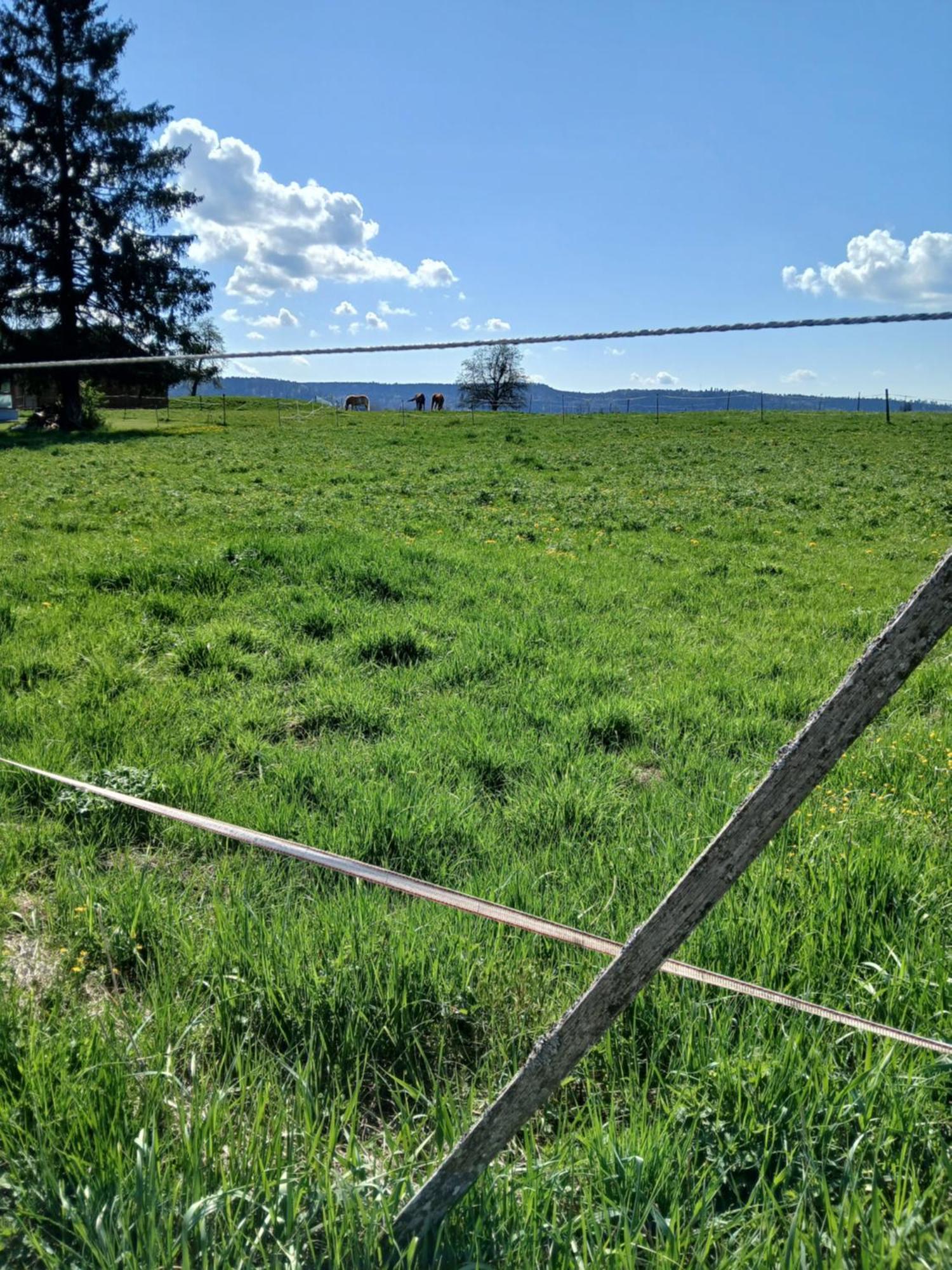 Отель Landgasthof Zum Seehof 2*