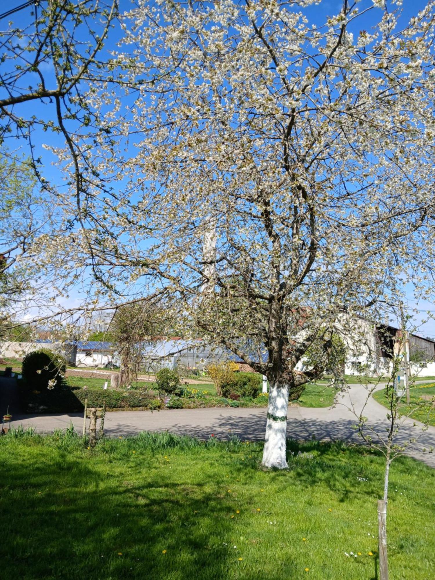 Landgasthof Zum Seehof Ротвайль